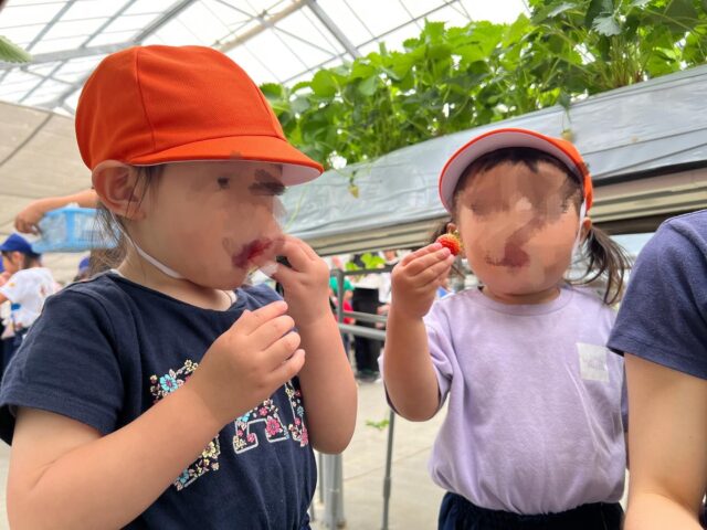 2025年5月12日

SEI1からSEI5のお友だち全員でいちご狩りに行きました🍓

甘くて大きな大きな🍓がたくさん！
おなかいっぱい食べました！

ストロベリーガーデンロイヤルのみなさん、ありがとうございました！