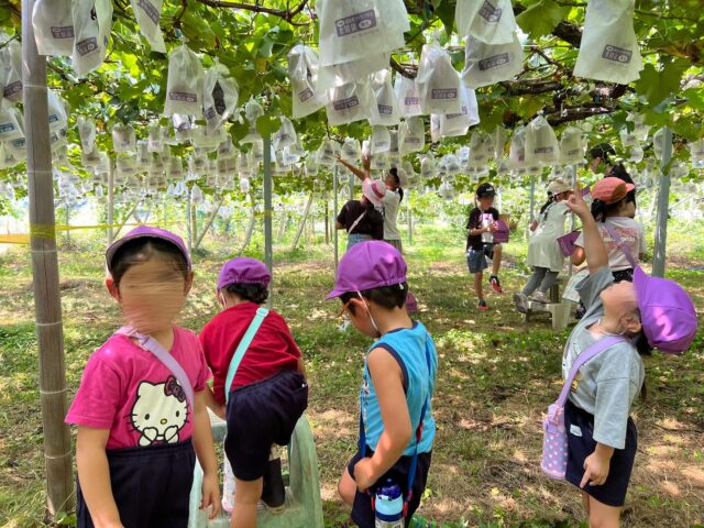 SEI4のお友達とSES(学童)のお友達
栃木市大平町へ　ぶどう狩り🍇へ行ってきました✨

大きなぶどう　甘くて美味しかったね😋
お持ち帰り用のぶどうは自分で選ぶことができて
楽しかった♬ 美味しかった♬ とルンルン🎶なお友達たち。

ぶどう🍇２房　お土産できて、帰って家族のみんなと食べたかな？

夏休みももう少し。　最後に思い出作りできて良かったね💜
#さくら学園SEI#英語型保育園#栃木市#入園児募集中#学童保育#ぶどう狩り🍇 #夏休み思い出#夏休み残りわずか #大平町ぶどう団地